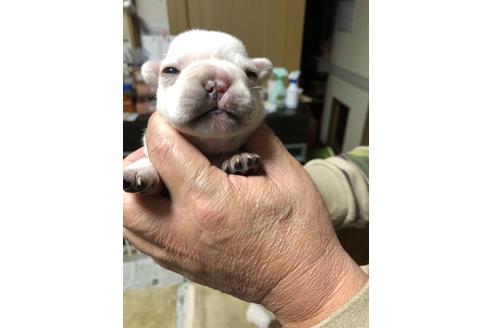 成約済の静岡県のフレンチブルドッグ-60679の2枚目